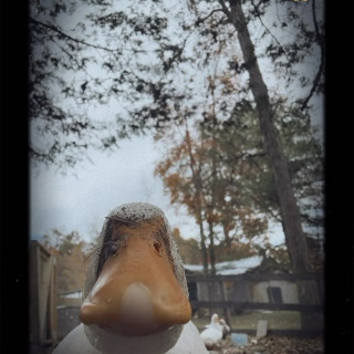 Amanda Seyfried инстаграм фото