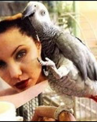Фото 674 к новости По Анджелине Джоли "сохнут" попугаи