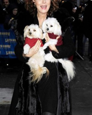 Фото 5986 к новости Сьюзан Сэрандон пришла на шоу к Дэвида Леттерману с собаками