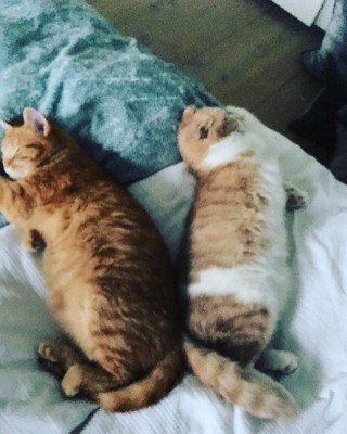Фото 66909 к новости У кошек Ширана теперь есть свой Instagram