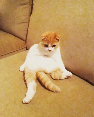 Фото 66910 к новости У кошек Ширана теперь есть свой Instagram