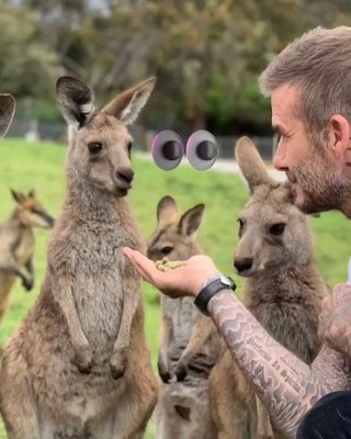 Фото 68272 к новости Бекхэмы сфотографировались с австралийскими животными