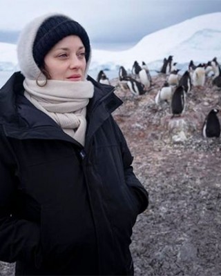 Фото 71566 к новости Марион Котийяр в гостях у пингвинов