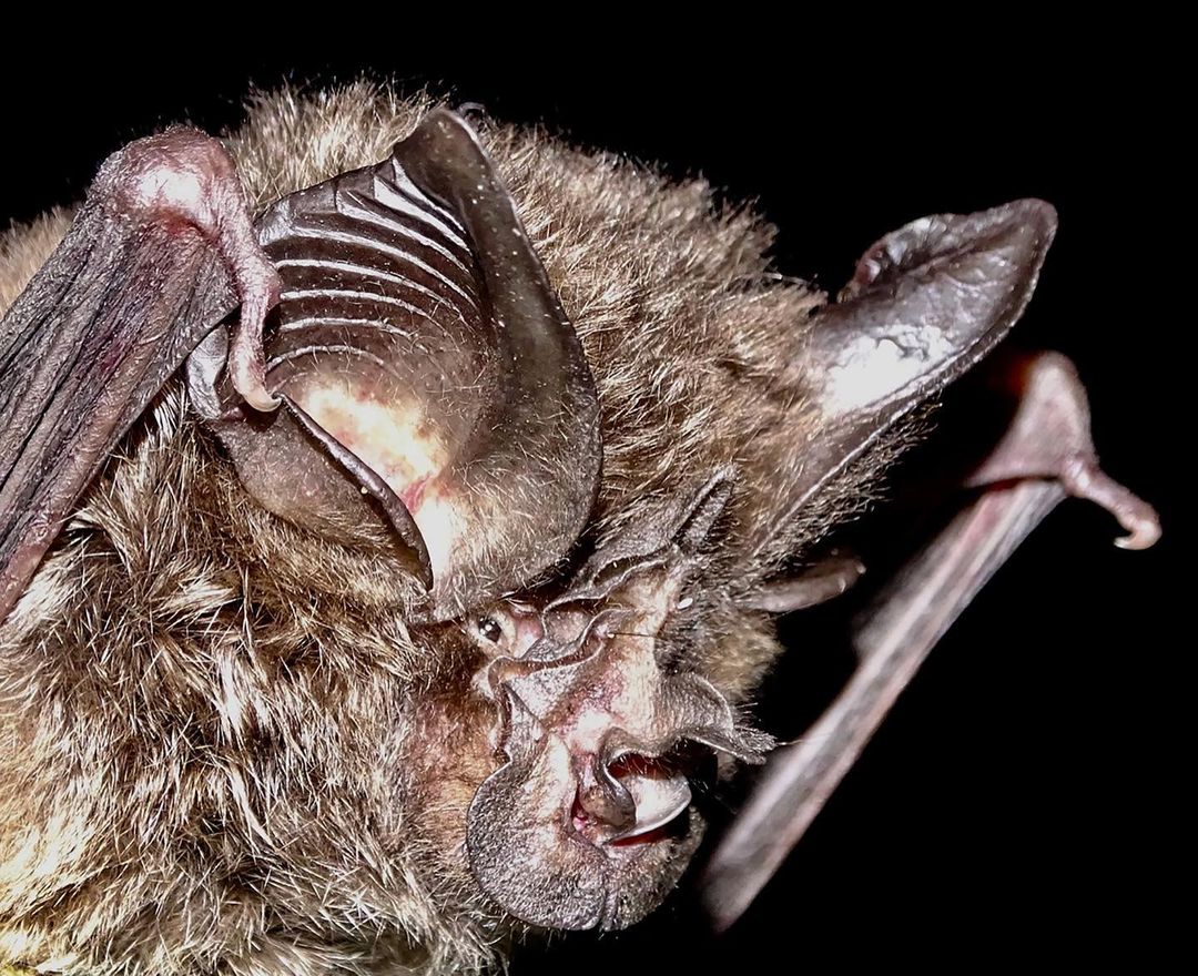 Every rediscovery of a lost species, like the Hills’ Horseshoe Bat, gives us hope for the wild. At the link in bio, @newyorkermag details the search for this bat and @rewild’s Search for #LostSpecies, the largest-ever quest to find and protect species that have been lost to science for at least 10 years.