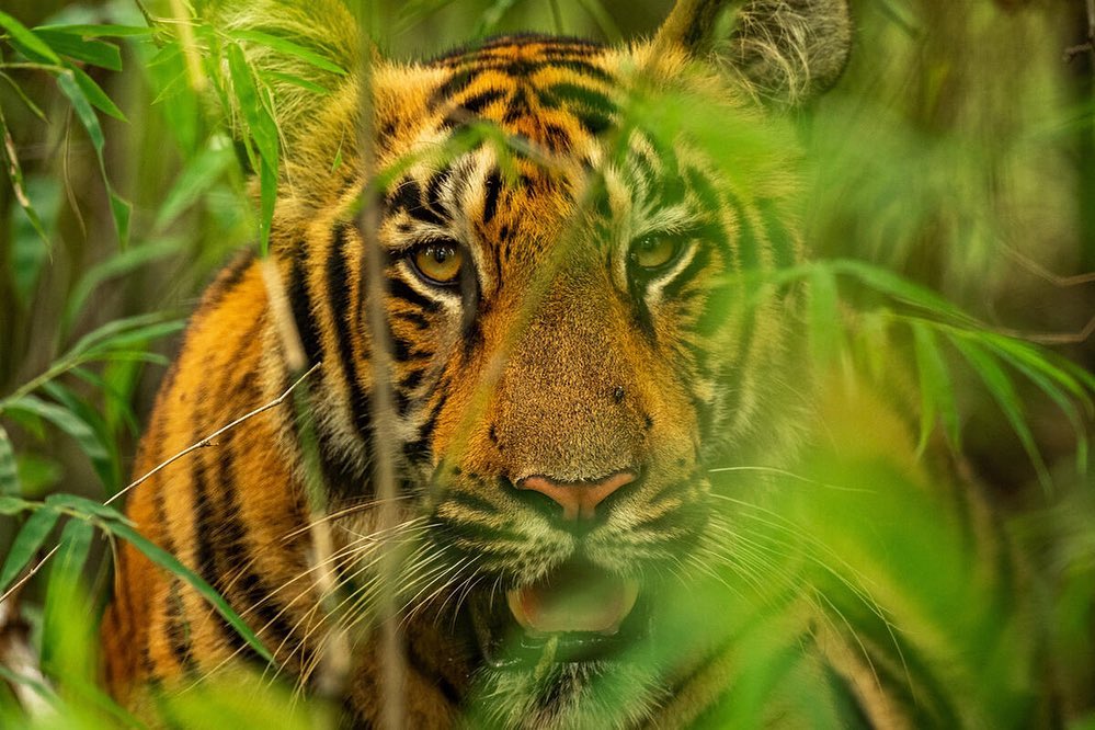 Today marks a very special #GlobalTigerDay in this #YearoftheTiger. Nepal has announced that the country has achieved its global commitment, made in the 2010 Year of the Tiger, to double the country’s wild tiger population by 2022. Congratulations to #Nepal for this impressive milestone.A 2022 survey revealed there are an estimated 355 tigers now in the country, up from 121 individual in 2010. It’s an incredible achievement and testament to the conservation efforts of the government, partners like @World_Wildlife, and local communities over the last 12 years. With more tigers comes the need for more focus on safe co-existence between people and predators, and it is welcome news that Nepal has launched the “Prime Minister Human Wildlife Rescue and Relief Fund” to address the challenges of living with tigers. #TX2
