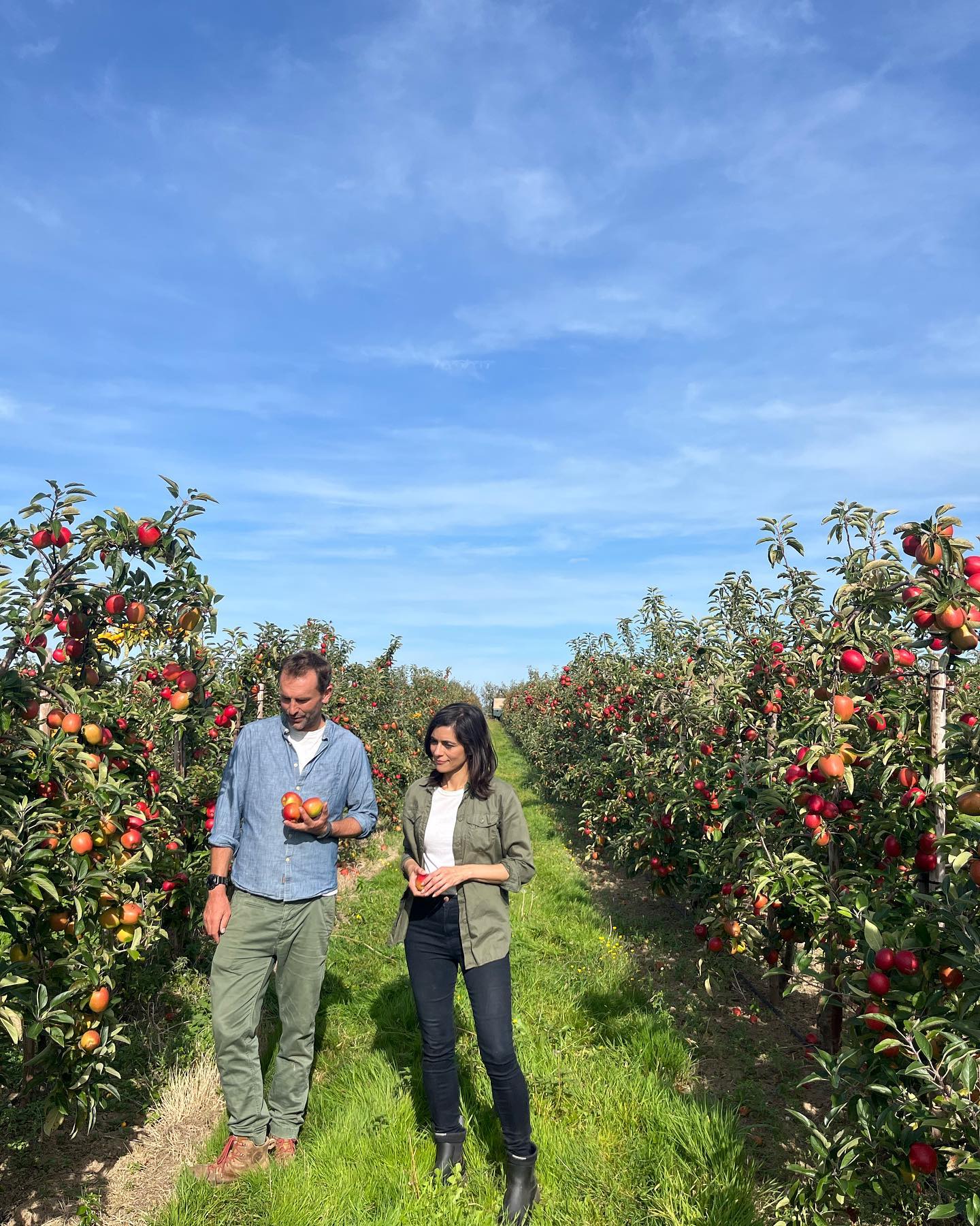 Apple orchards in the October sunshine????????